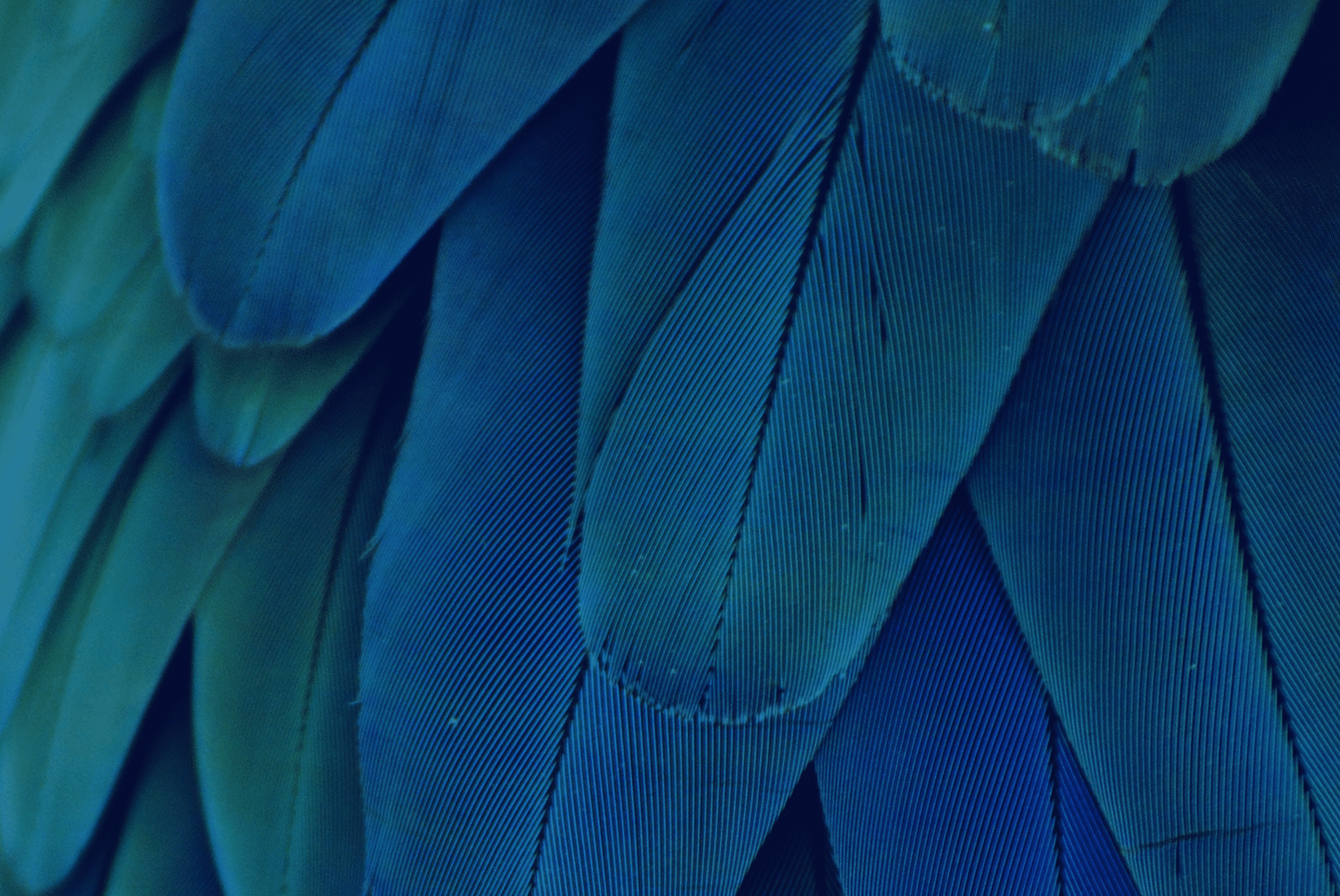 Banner Darest - Portfolio Digy.Web